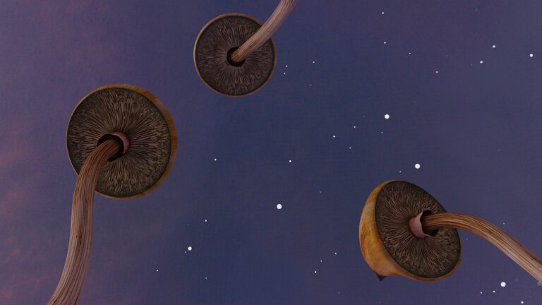 Psilocybe Cubensis grzyby