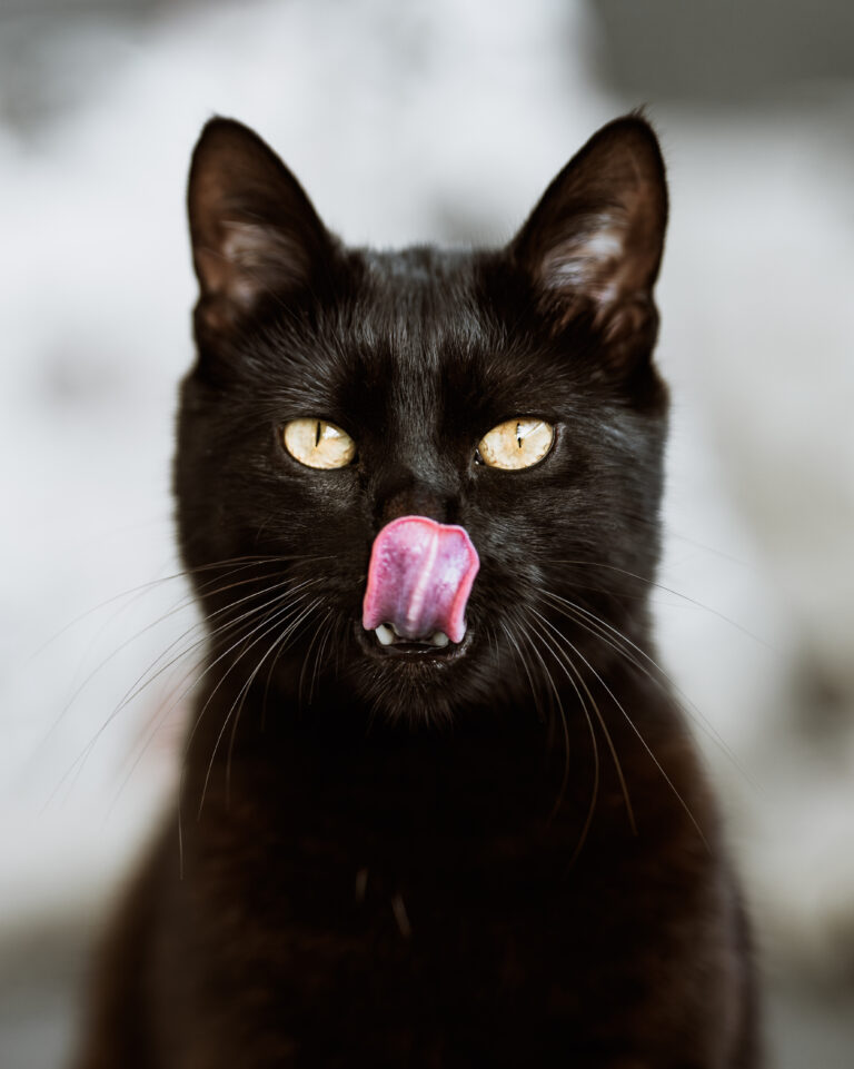 W jakich przypadkach mokra karma dla kota w puszce jest dobrym wyborem?